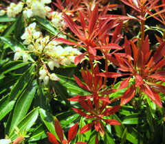 Mountain Fire Pieris ~ Pieris japonica 'Mountain Fire' G3