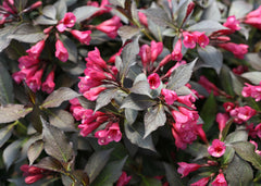 Spilled Wine® Weigela ~ Weigela florida 'Bokraspiwi' G3