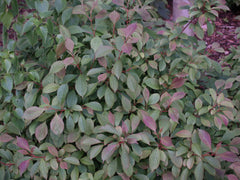 Dwarf Fragrant Viburnum ~ Viburnum farreri 'Nanum' G3