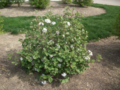Korean Spice Viburnmum ~ Viburnum carlesii G3