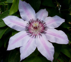 Nelly Moser Clematis ~ Clematis x 'Nelly Moser' 19CM