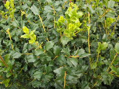 China Boy® Holly ~ Ilex x meserveae 'Mesdob' G3