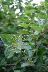 Chicago Lustre® Arrowwood Viburnum ~ Viburnum dentatum 'Synnestvedt' G3