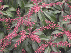 Dorothy Wycoff Japanese Pieris ~ Pieris japonica 'Dorothy Wycoff' G3