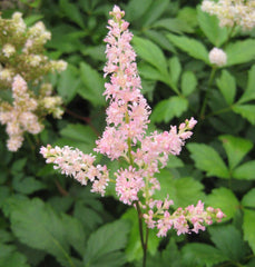 Rheinland Astilbe ~ Astilbe x arendsii 'Rheinland' 19CM