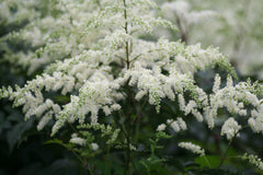 Bridal Veil Astilbe ~ Astilbe x arendsii 'Bridal Veil' 19CM