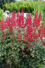 Fanal Astilbe ~ Astilbe x arendsii 'Fanal' 19CM