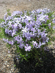Emerald Blue Spring Phlox ~ Phlox subulata 19CM