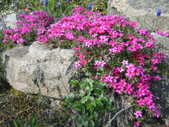 Scarlet Flame Spring Phlox ~ Phlox subulata 19CM