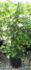 Sweet Autumn Clematis ~ Clematis paniculata 19CM