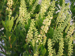 Sixteen Candles Summersweet ~ Clethra alnifolia 'Sixteen Candles' G3