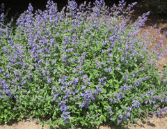 Walker's Low Catmint ~ Nepeta x faassenii 'Walker's Low' 19CM