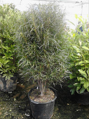 Fine Line® Buckthorn ~ Rhamnus frangula 'Ron Williams' G3
