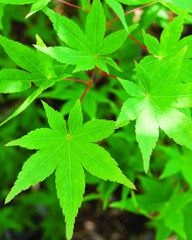 Ryusen Weeping Japanese Maple ~ Acer palmatum 'Ryusen'  G3
