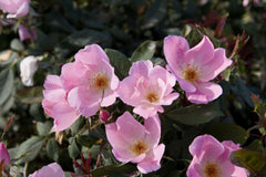Blushing Knock Out® Rose ~ Rosa ‘Radyod’ G2