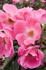 Pink Knock Out® Rose ~ Rosa ‘Radcon’ G2