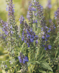 Marcus® Meadow Sage ~ Salvia nemorosa 'Haeumanarc' 19CM
