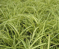 Golden Variegated Japanese Sedge ~ Carex oshimensis 'Evergold' 19CM