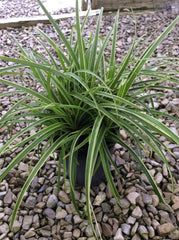 Ice Dance Japanese Sedge ~ Carex morrowii 'Ice Dance' 19CM