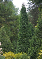 North Pole® Arborvitae ~ Thuja occidentalis 'Art Boe' G3