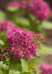 Double Play® Gold Spirea ~ Spirea japonica 'Yan' G3