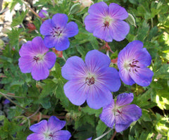 Rozanne Cranesbill ~ Geranium 'Rozanne' 19CM