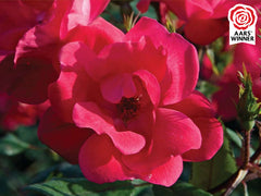 Knock Out® Rose ~ Rosa ‘Radrazz’ 19CM