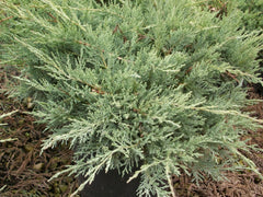 Grey Owl Juniper ~ Juniperus virginiana 'Grey Owl' G3