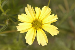 Creme Brulee Tickseed ~ Coreopsis verticillata 'Creme Brulee' 19CM