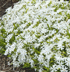 Snowflake Spring Phlox ~ Phlox subulata 19CM
