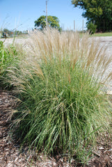 Adagio Maiden Grass ~ Miscanthus sinensis 'Adagio' G3