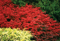 Fire Ball® Burning Bush ~ Euonymus alatus 'Select' G2