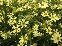 Moonbeam Tickseed ~ Coreopsis verticillata 'Moonbeam' 19CM