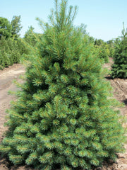 Eastern White Pine ~ Pinus strobus G3