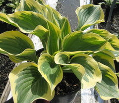 Liberty Plantain Lily ~ Hosta 'Liberty' 19CM