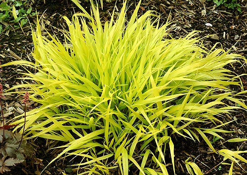 All Gold Japanese Forest Grass ~ Hakonechloa macra 'All Gold' 19CM