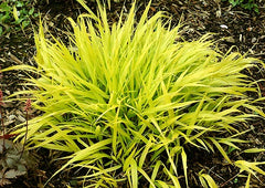 All Gold Japanese Forest Grass ~ Hakonechloa macra 'All Gold' 19CM