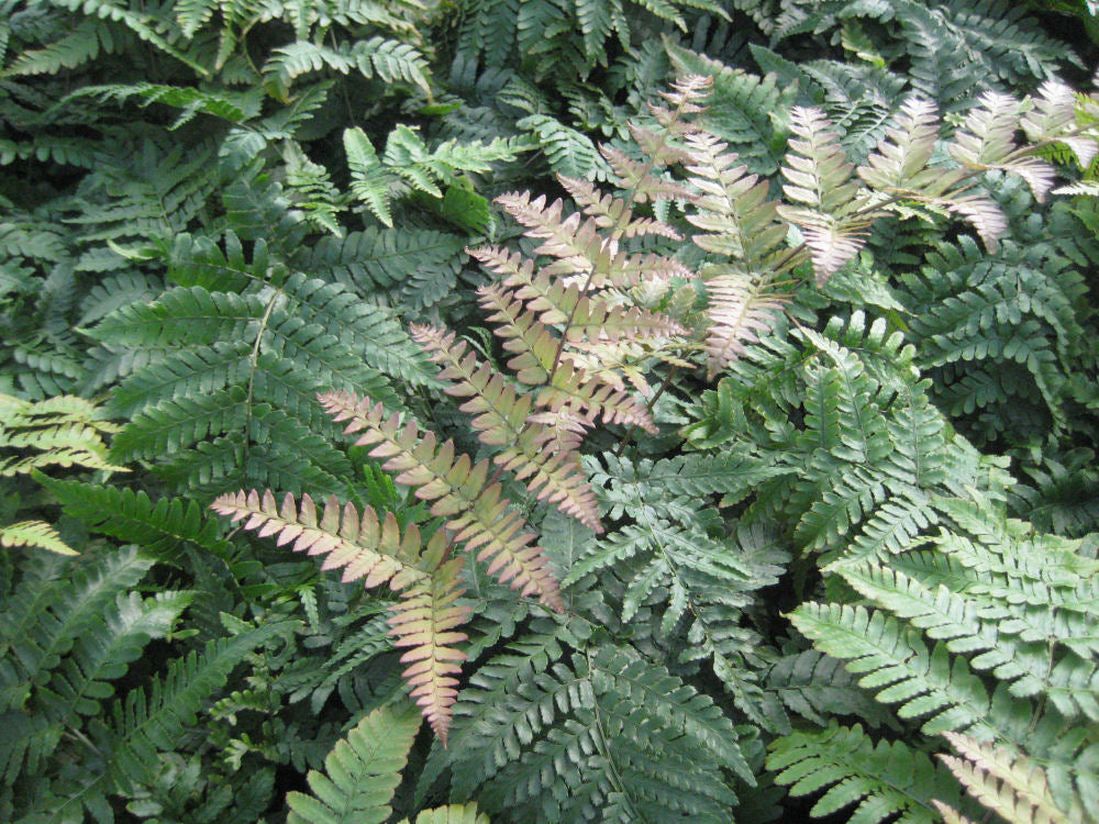 Brilliance Autumn Fern ~ Dryopteris erythrosora 'Brilliance' 19CM