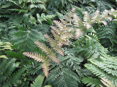 Brilliance Autumn Fern ~ Dryopteris erythrosora 'Brilliance' 19CM