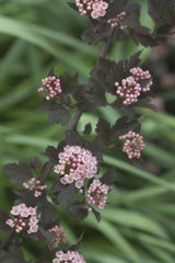 Summer Wine® Ninebark ~ Physocarpus opulifolius 'Seward' G3