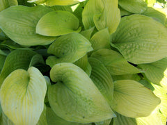 August Moon Plantain Lily ~ Hosta 'August Moon' 19CM