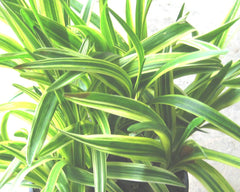Silvery Sunproof Lilyturf ~ Liriope muscari 'Silvery Sunproof' G1
