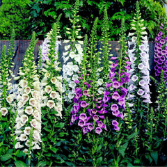 Camelot Lavender Foxglove ~ Digitalis purpurea 'Camelot Lavender' 19CM