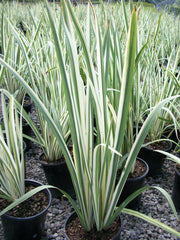 Variegated Japanese Water Iris ~ Iris ensata 'Variegata' 19CM