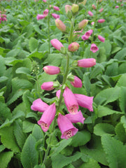 Camelot Rose Foxglove ~ Digitalis purpurea 'Camelot Rose' 19CM