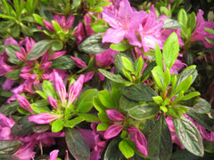 Herbert Azalea ~ Rhododendron 'Herbert' 19CM