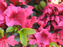 Girard's Renee Michelle Azalea ~ Rhododendron x 'Girard's Renee Michelle' 19CM