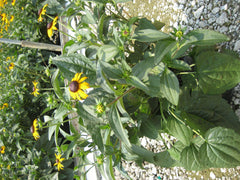 Goldsturm Black-Eyed Susan ~ Rudbeckia fulgida 19CM