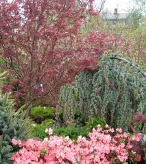 Bloodgood Japanese Maple ~ Acer palmatum 'Bloodgood'  G3 24"