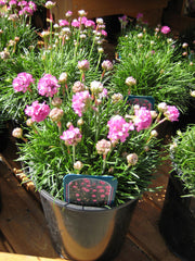 Splendens Thrift ~ Armeria maritima 'Splendens' 19CM